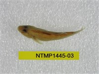 藏品(恆春吻鰕虎)的圖片